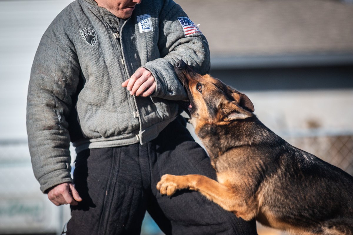 What anyone considering getting a protection dog needs to read

devinek9s.com/so/bePMluqot?l…