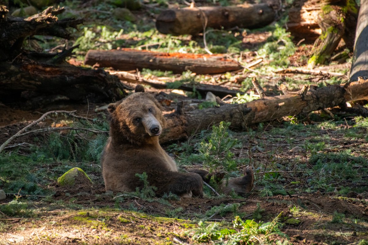 Northwest Trek Wildlife Park tweet media