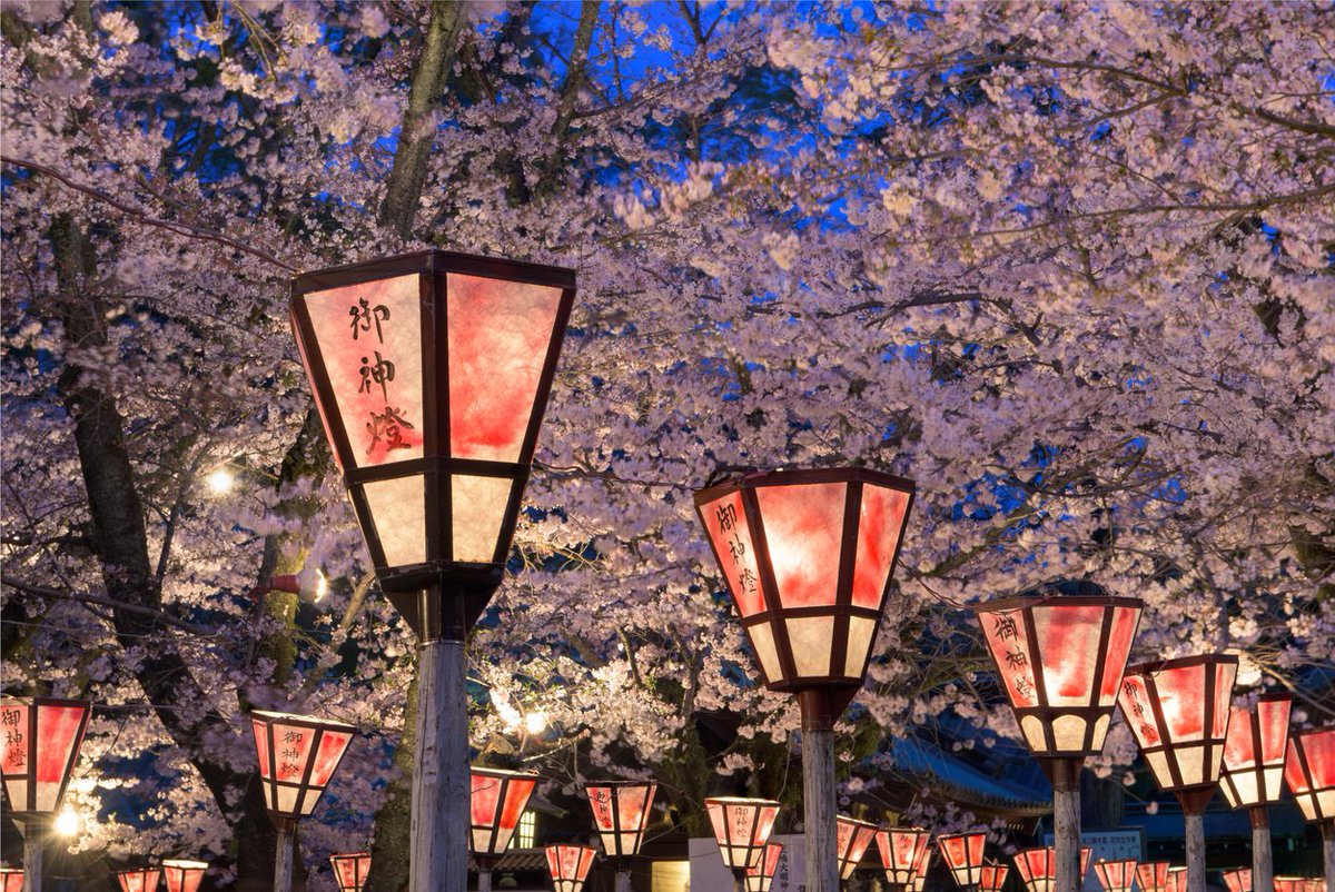 intinsurance's tweet image. 🌸 Cherry Blossom season has begun! 🇯🇵✨ Are you ready to experience Japan in full bloom? 🌿🌸