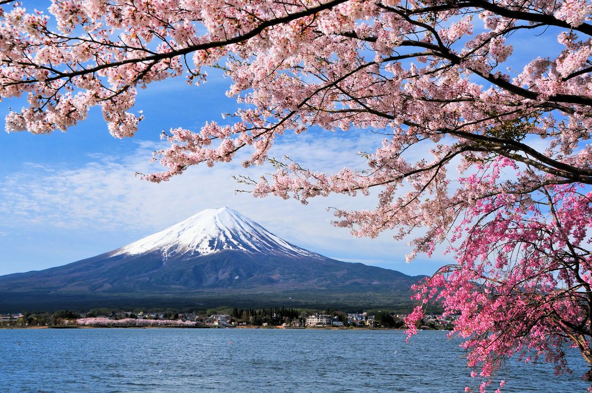 intinsurance's tweet image. 🌸 Cherry Blossom season has begun! 🇯🇵✨ Are you ready to experience Japan in full bloom? 🌿🌸