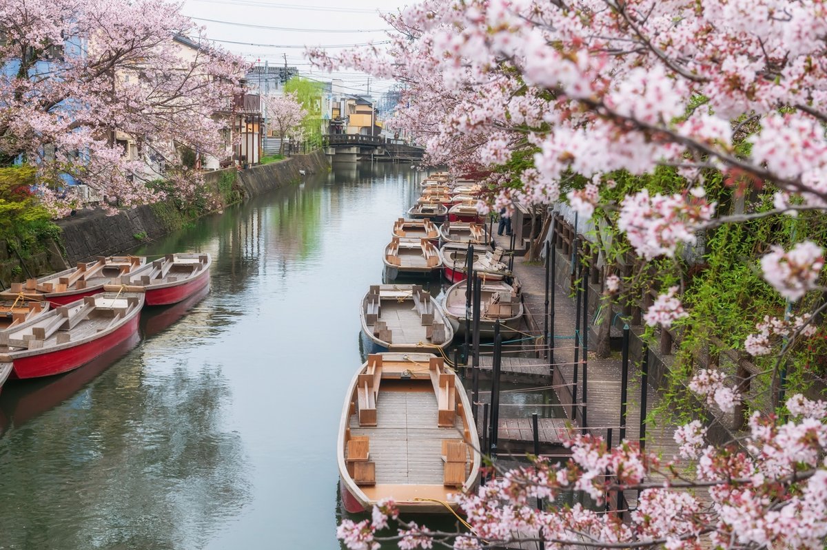 intinsurance's tweet image. 🌸 Cherry Blossom season has begun! 🇯🇵✨ Are you ready to experience Japan in full bloom? 🌿🌸