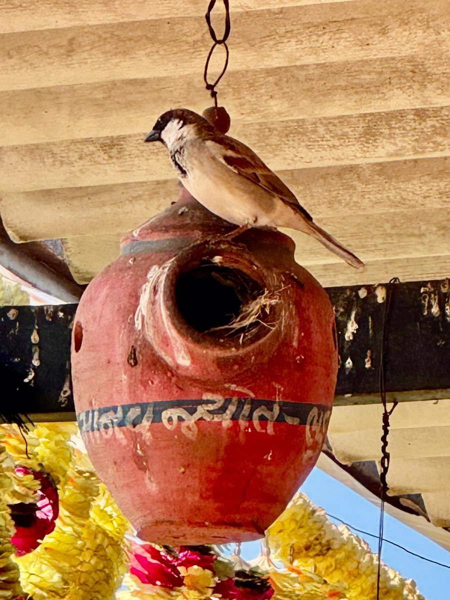 bcthakur's tweet photo. Today is World Sparrow Day. Sparrow is state bird of Delhi. Lets save them. #WorldSparrowDay #Saveoursparrows https://t.co/kjMAxzdxPx