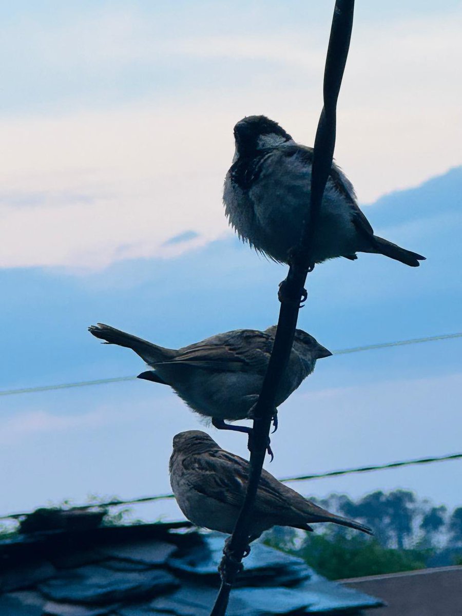 bcthakur's tweet photo. Today is World Sparrow Day. Sparrow is state bird of Delhi. Lets save them. #WorldSparrowDay #Saveoursparrows https://t.co/kjMAxzdxPx