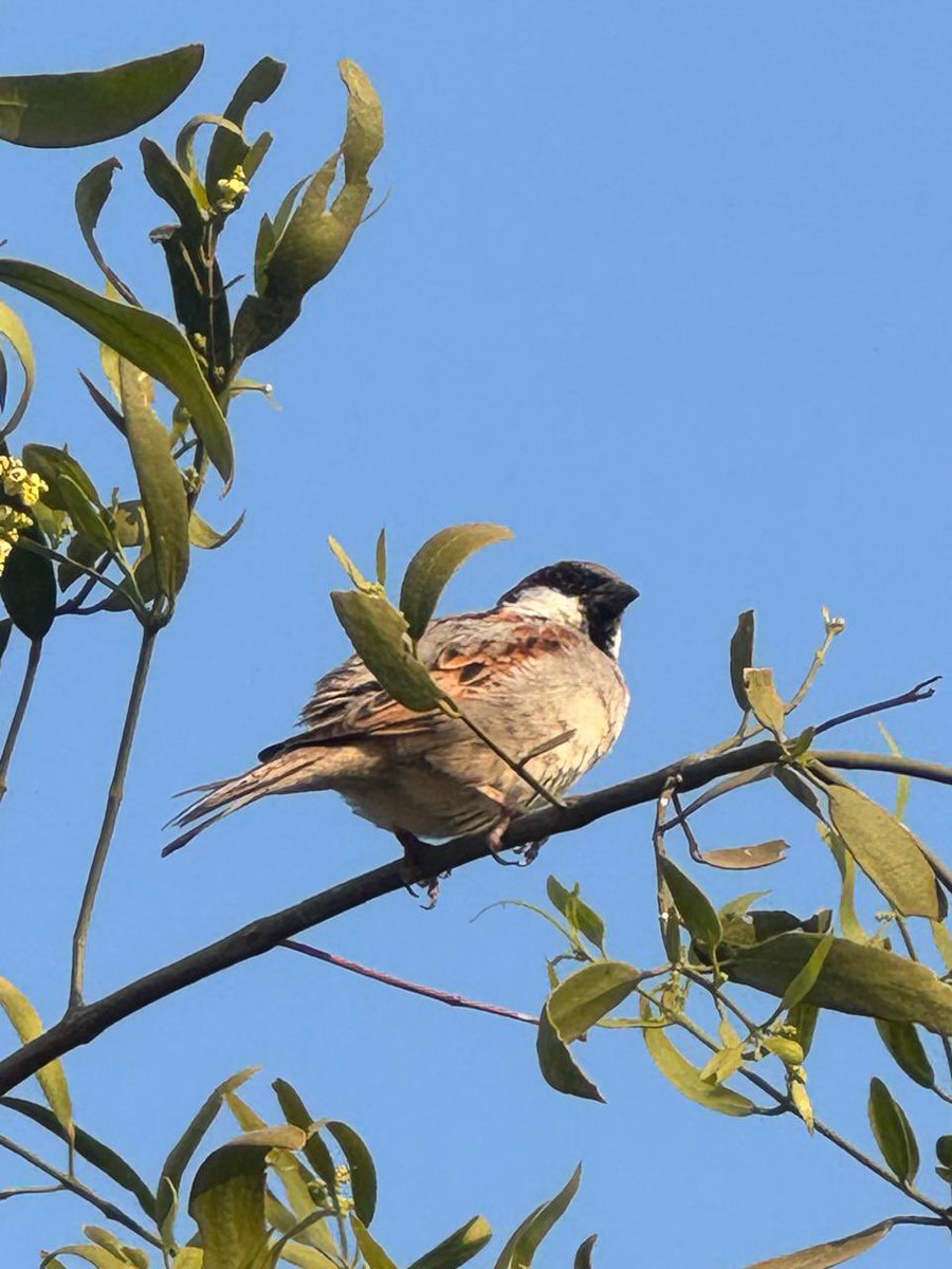 bcthakur's tweet photo. Today is World Sparrow Day. Sparrow is state bird of Delhi. Lets save them. #WorldSparrowDay #Saveoursparrows https://t.co/kjMAxzdxPx