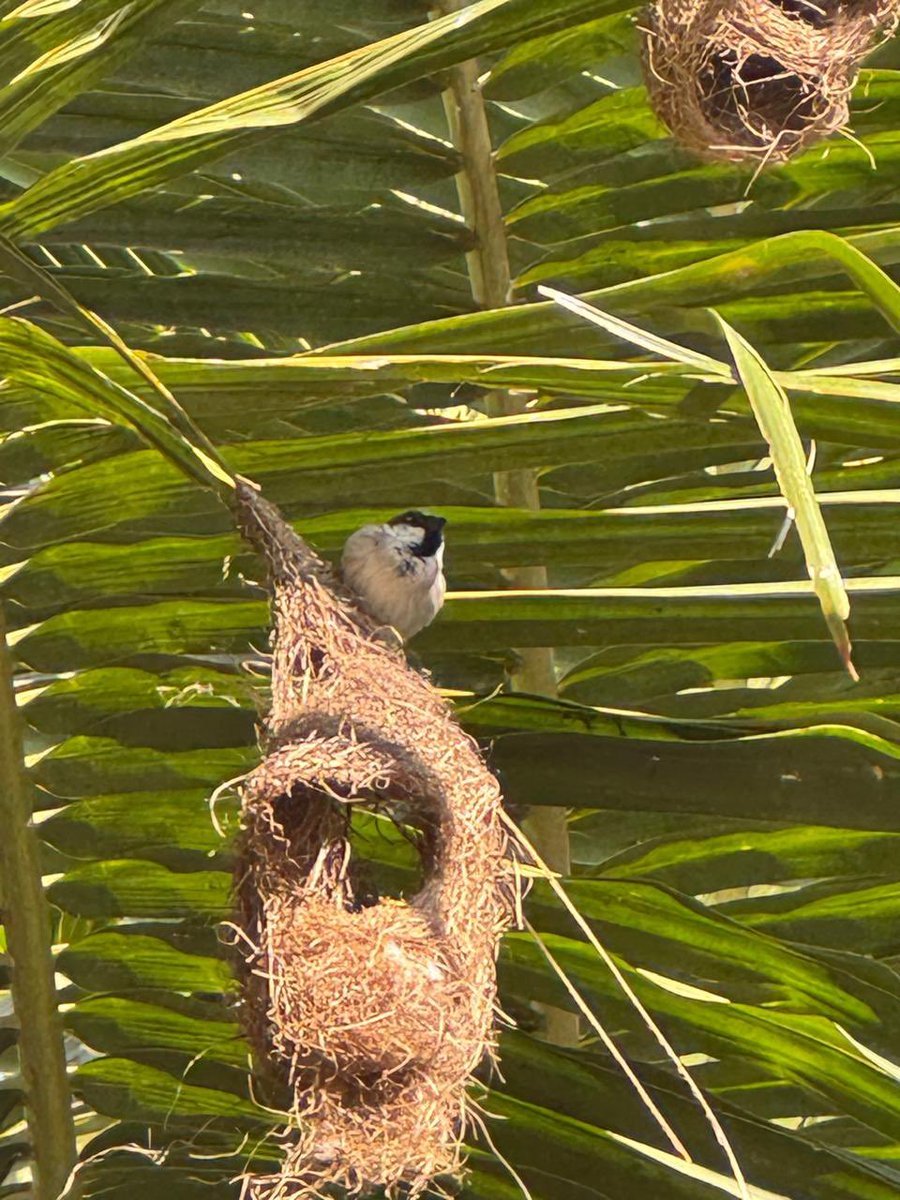 bcthakur's tweet photo. Today is World Sparrow Day. Sparrow is state bird of Delhi. Lets save them. #WorldSparrowDay #Saveoursparrows https://t.co/kjMAxzdxPx