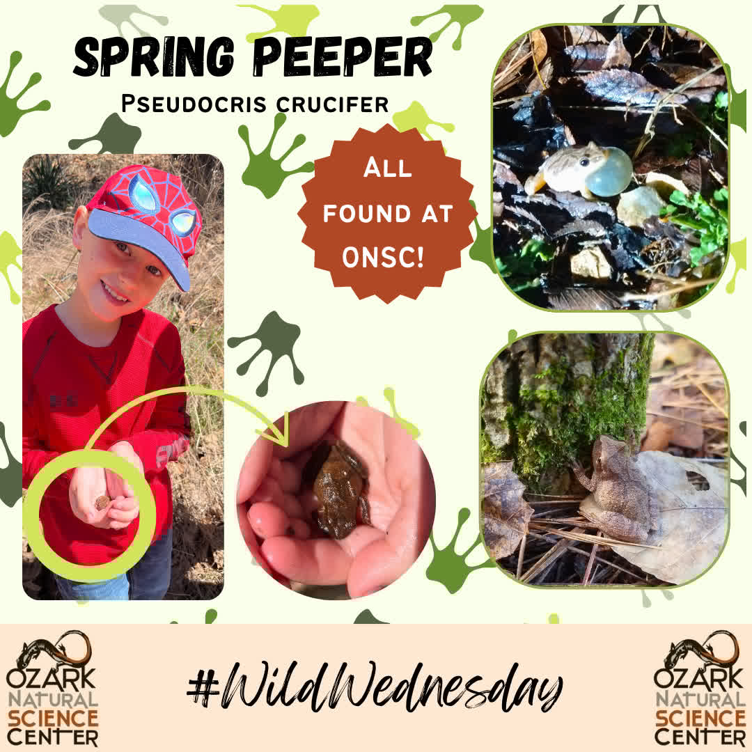 ozarknatsci's tweet image. #WildWednesday: Spring Peeper Edition! 🐸❄

Our Spring Peeper Field Group is named after these tiny but tough frogs, and for good reason! Check out these wild facts:

❄️Frostproof Frogs – Spring Peepers survive freezing temps with a ...
#SpringPeepers #NatureIsWild #ONSC