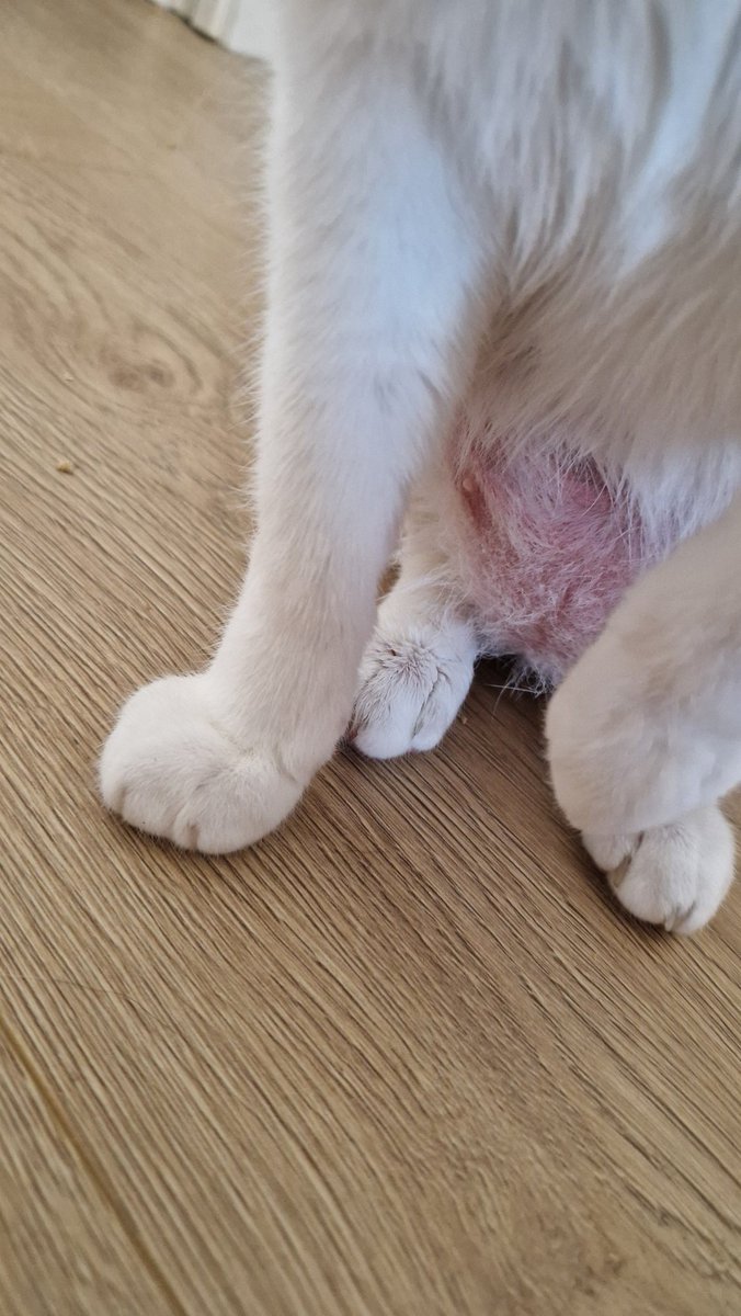cescfran_1979's tweet photo. @Sanicat_EU la arena que compré que se llamaba Sanicat Natura Activa Recycled no absorbe nada. Mi gata está sufriendo. Lleva 2 semanas así tras llevarla al veterinario. Hoy no se ha movido https://t.co/8wrPyaLnBi