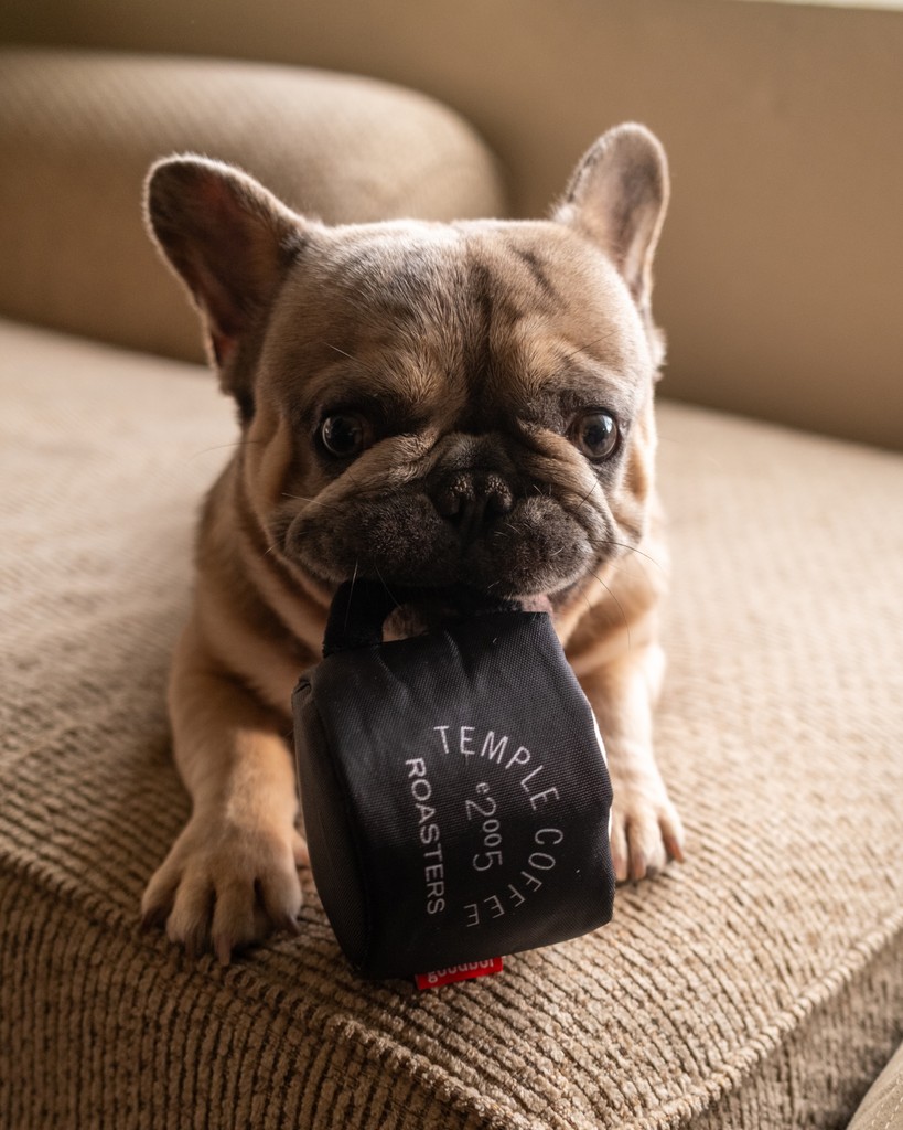 Temple Coffee tweet media