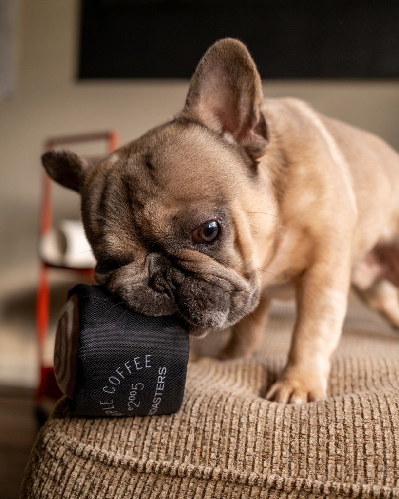 Temple Coffee tweet media