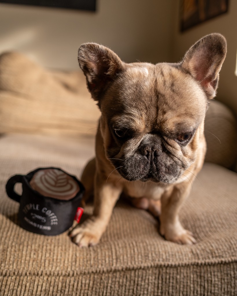 Let your furry friend become a true Pawrista with our Latte Art Dog Toy! Inspired by our iconic black Temple Coffee mugs—perfect for playful pups who love a good brew… or chew. ☕🐾⁠
⁠
Now available online &amp; in cafes! 🐕💛 #TempleCoffee
