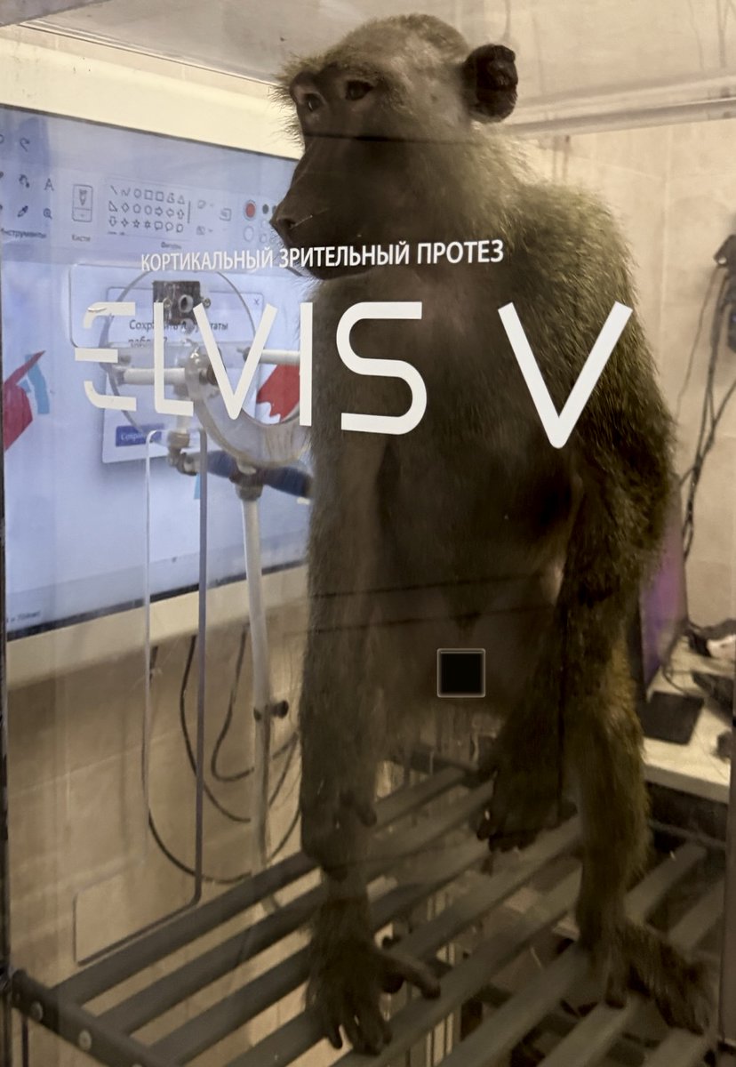 The only look a super baboon can rock when scoping out the world