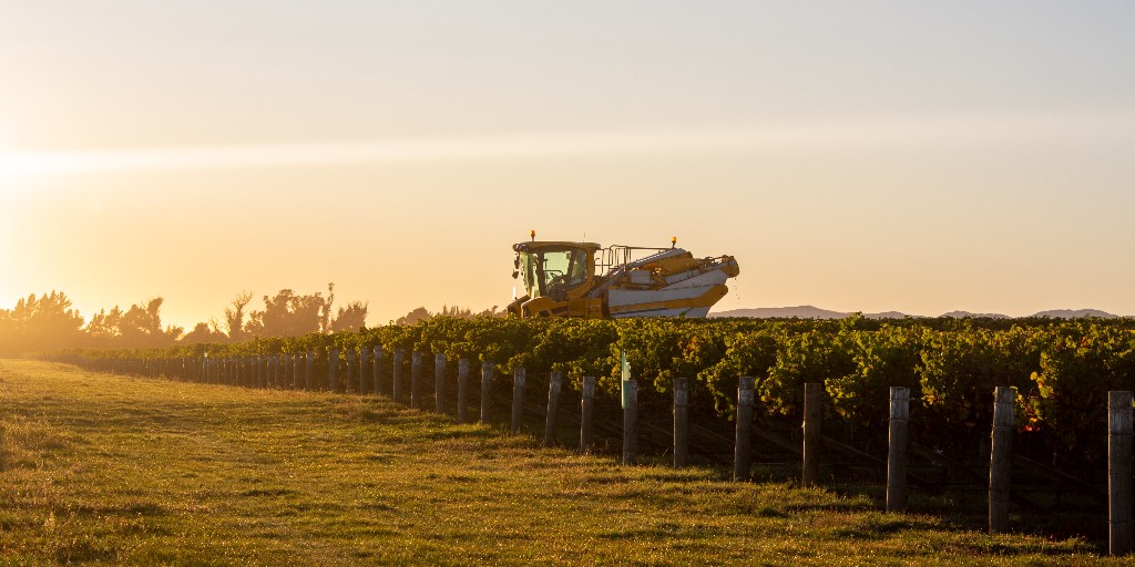 DeltaEstates's tweet image. The sun is setting on our 2025 harvest, with the majority of our fruit already picked. As the final parcels make their way to the winery, our team is hard at work, ensuring each batch reaches its full potential. We can’t wait to share the wines of this season with you! #nzwine