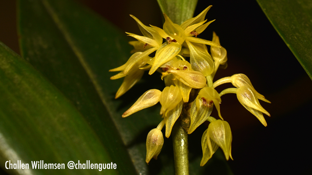 A Tiny Orchid with a Big Presence: Myoxanthus congestus 🌿✨

Hidden in the misty forests from southern Mexico to Venezuela, Myoxanthus congestus is an epiphytic orchid that thrives in the humid embrace of the tropics. Its small flowers emerge from a dense cluster of leathery