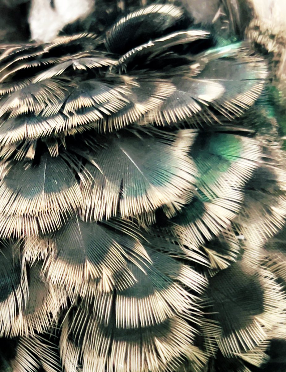 Dame Jane tweet media