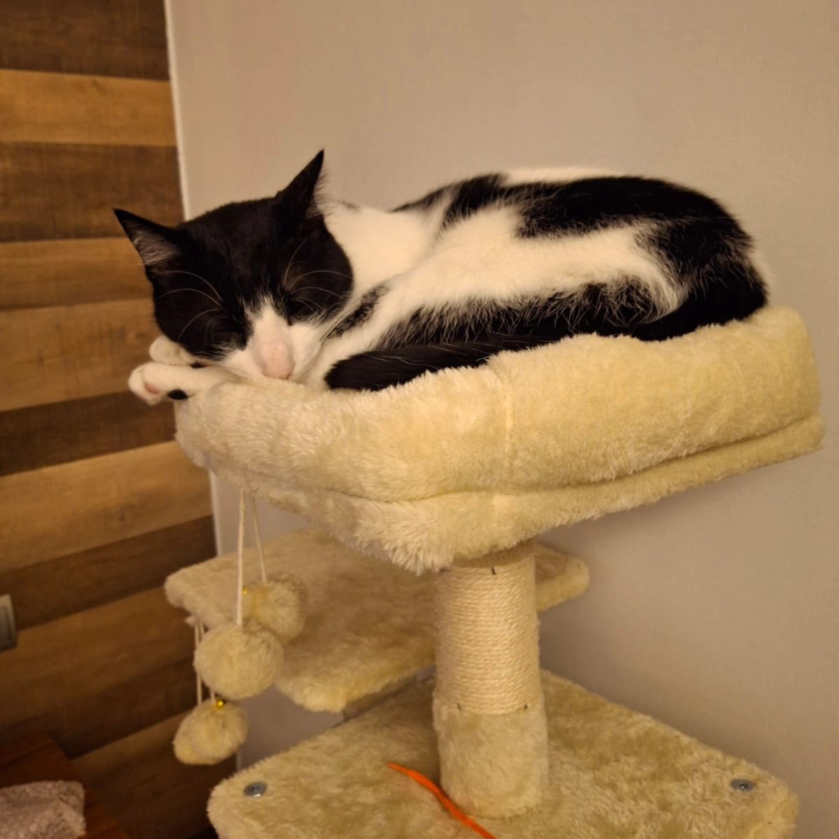 Hace tiempo que queríamos daros esta noticia, pero andamos un poco desbordadas, con falta de voluntarios y tiempo... RASPAS ADOPTADO!!!! 
Este amorcito ya está totalmente adaptado y va a ser muy feliz. No entendemos cómo ha tardado tanto en encontrar un hogar porque es un sol