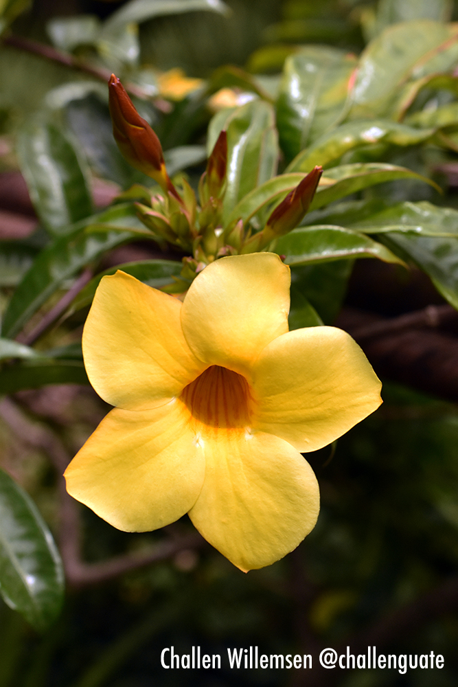 Allamanda cathartica: The Golden Trumpet 🌼🎶

Allamanda cathartica is a striking plant known for its vibrant, golden-yellow flowers that resemble trumpet-shaped blooms. This species, native to the tropical regions of the Americas, thrives in sunny spots and can often be found
