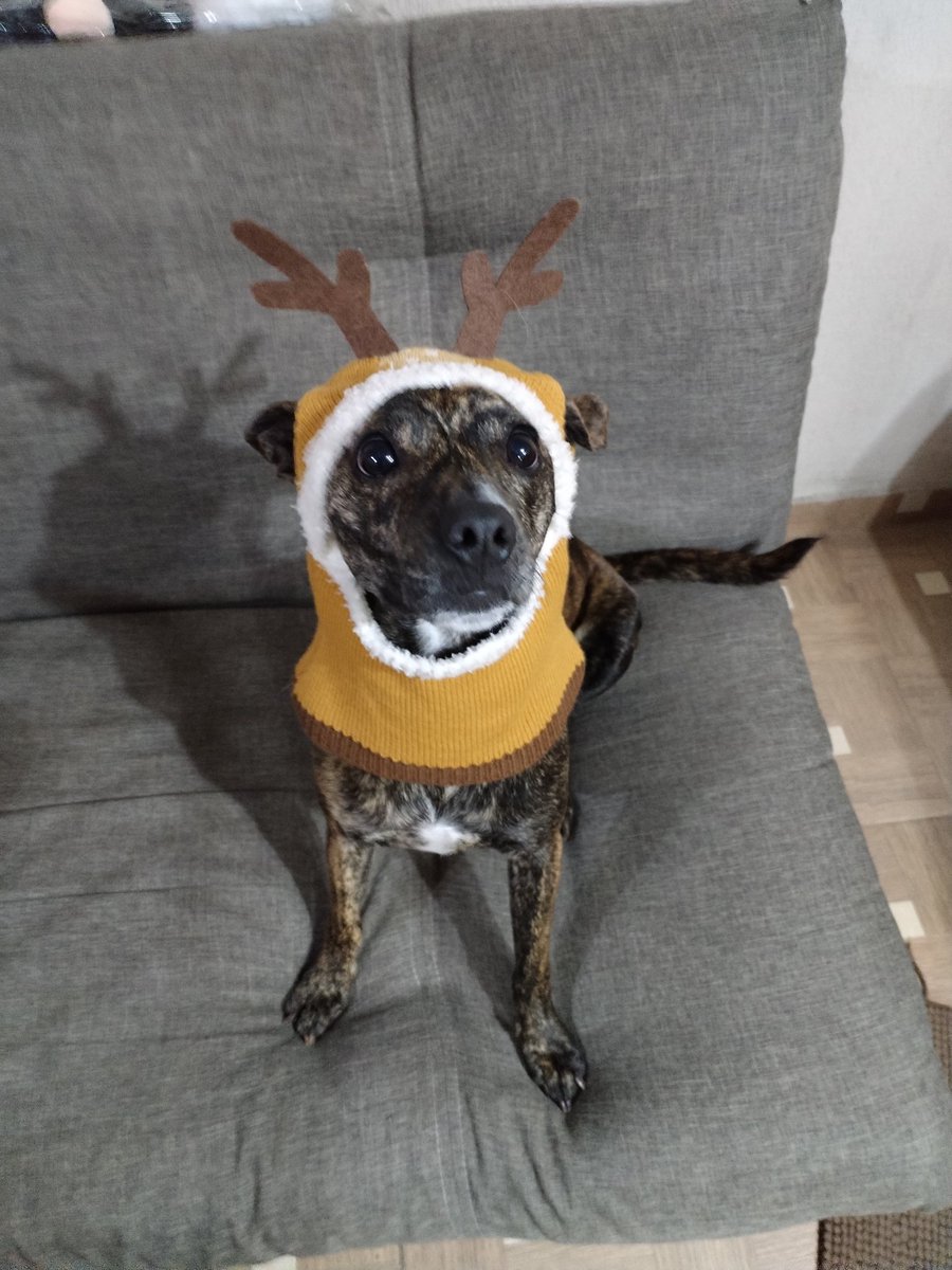 EdhelAranel's tweet photo. @twaniimals https://t.co/v0zLFvRO1B