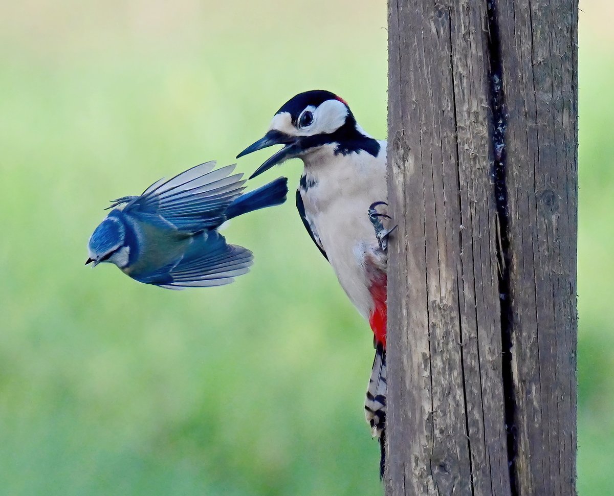 A story in 3 parts...

1. Something has an eye on a Blue Tit.. 👀
2. It's a Great Spotted Woodpecker, and it edges closer to the unsuspecting Blue Tit.. 🐦
3. The Woodpecker grabs the Blue Tit in its beak and throws it away! 😮