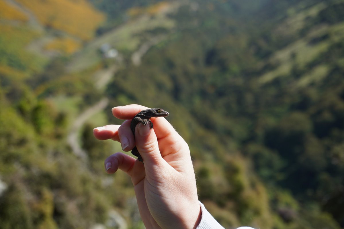 Adrian Paterson (@darwinnernz) on Twitter photo Want to know how to encourage lizards in your back yard or back paddock? Post Grad Sam FitzGerald tells us about some interesting structures you can build to encourage your local skinks and geckos. A new <a href="/ecolincnz/">Ecology<a href="/LincolnUniNZ/">Lincoln University</a></a> article at lincolnecology.org.nz/2025/03/20/how…
@LincolnUniNZ Want to know how to encourage lizards in your back yard or back paddock? Post Grad Sam FitzGerald tells us about some interesting structures you can build to encourage your local skinks and geckos. A new <a href="/ecolincnz/">Ecology<a href="/LincolnUniNZ/">Lincoln University</a></a> article at lincolnecology.org.nz/2025/03/20/how…
@LincolnUniNZ
