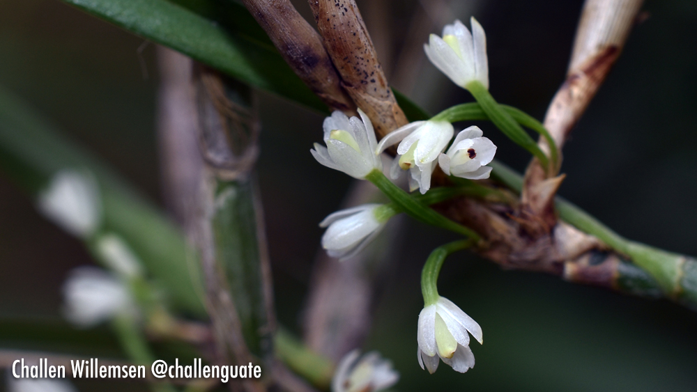 Scaphyglottis behrii is a small epiphytic orchid that thrives in the warm, low-altitude forests stretching from Mexico to Venezuela. Despite its diminutive size, it boasts delicate white flowers that add a touch of elegance to its surroundings. This orchid is unique not only for