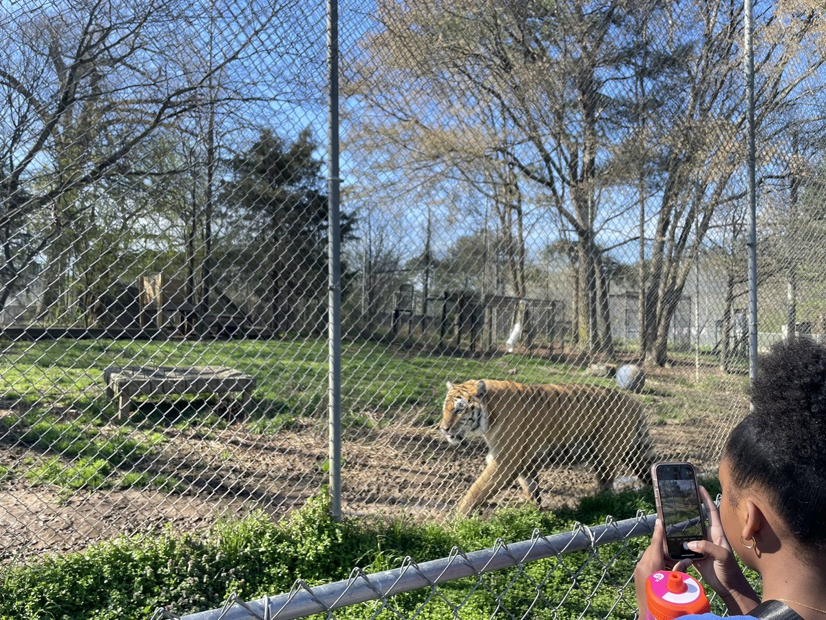 Ms. Eller (@ms_eller) on Twitter photo 6th Grade Visual Art students visited the Carolina Tiger Rescue today! The trip connected to a project students are working on about endangered animals affected by poaching or trafficking. Students had so much fun! #SDGLifeOnLand <a href="/eastcarymiddle/">East Cary Magnet Middle School</a> <a href="/wcpssmagnets/">WCPSS Office of Magnet Schools (Choice Schools)</a> 6th Grade Visual Art students visited the Carolina Tiger Rescue today! The trip connected to a project students are working on about endangered animals affected by poaching or trafficking. Students had so much fun! #SDGLifeOnLand <a href="/eastcarymiddle/">East Cary Magnet Middle School</a> <a href="/wcpssmagnets/">WCPSS Office of Magnet Schools (Choice Schools)</a>