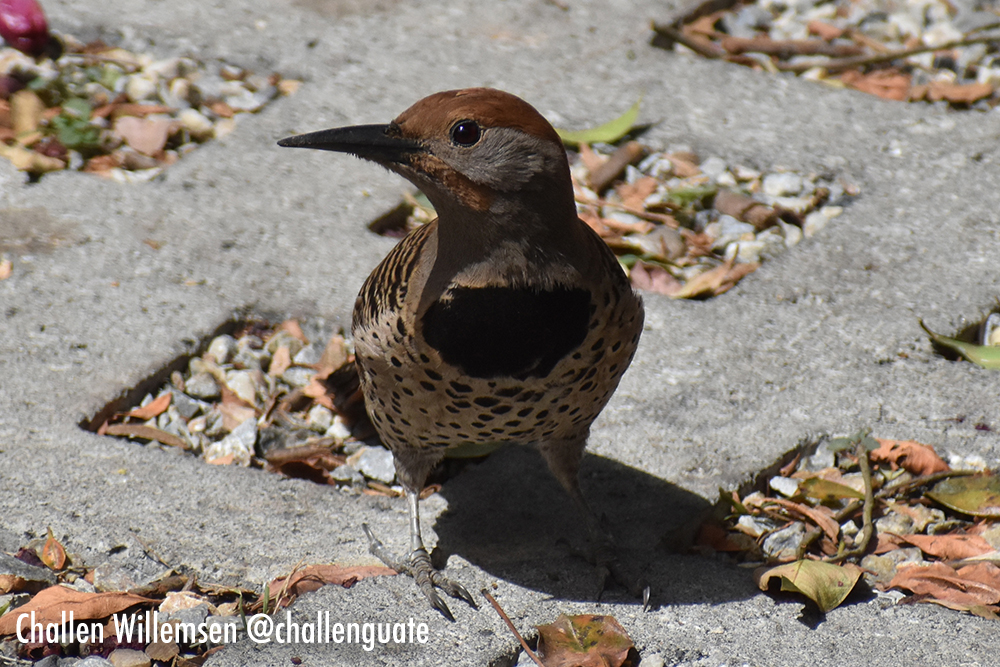 Colaptes mexicanoides, also known as the Mexican woodpecker, is a striking bird that can be found in Central America, particularly in the forests of Guatemala. Known for its vibrant plumage, the Mexican woodpecker is a skilled forager, often seen tapping on tree trunks in search