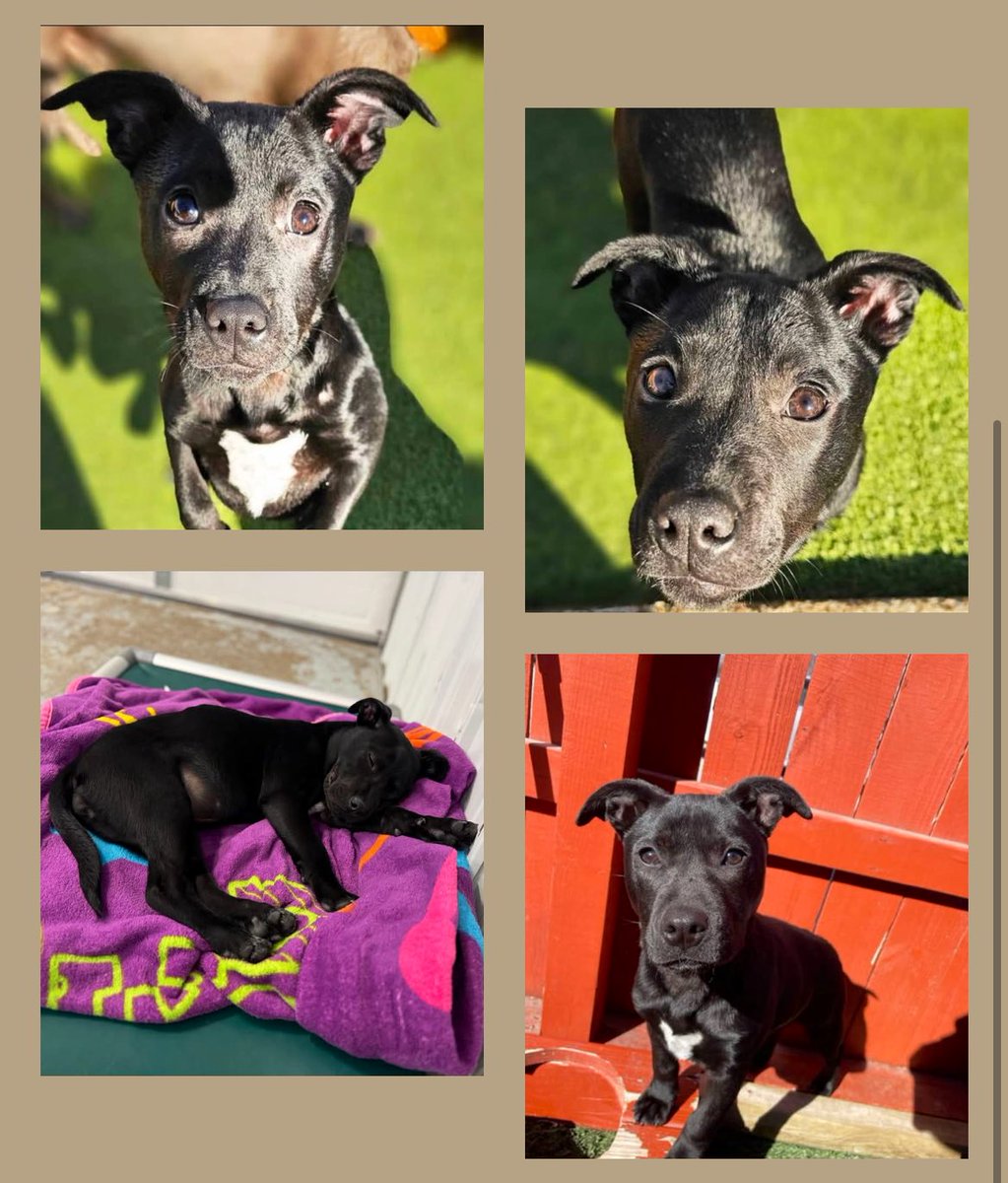 TNProverbs1210's tweet photo. Read about sweet Georgia in pics. We are so grateful to Nashville Pet Spa for fostering her!

https://t.co/eZuRiqJ0Pu https://t.co/NqYYwJNfBN