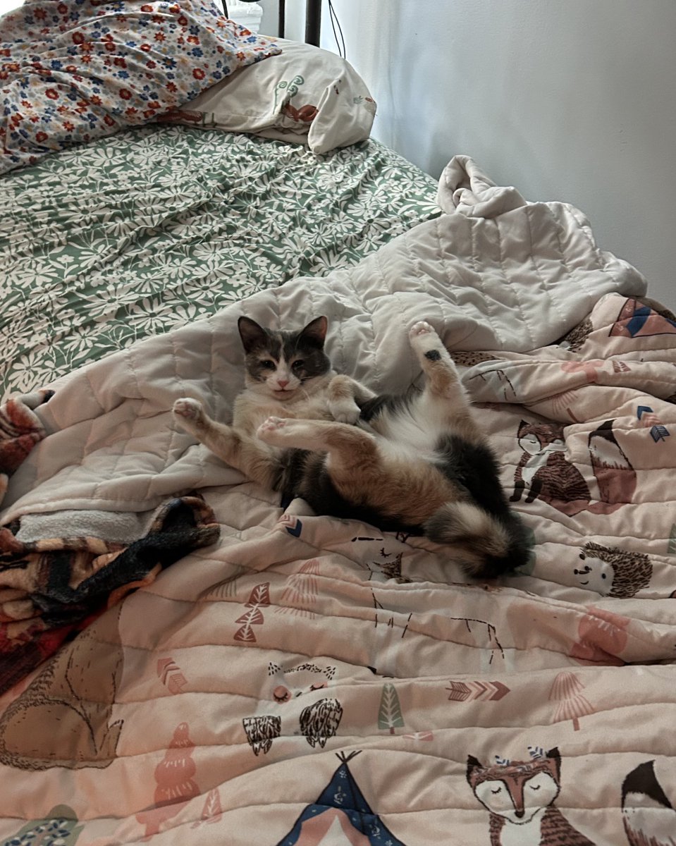 oreoeocat's tweet photo. I’ve been saving these for a while https://t.co/TmL64nFHnH
