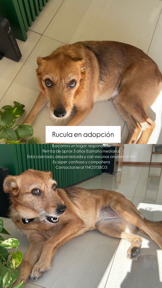 quioscoconQ's tweet photo. Buscamos hogar amoroso para Rúcula 💚💚💚 https://t.co/0MVm7KLquW