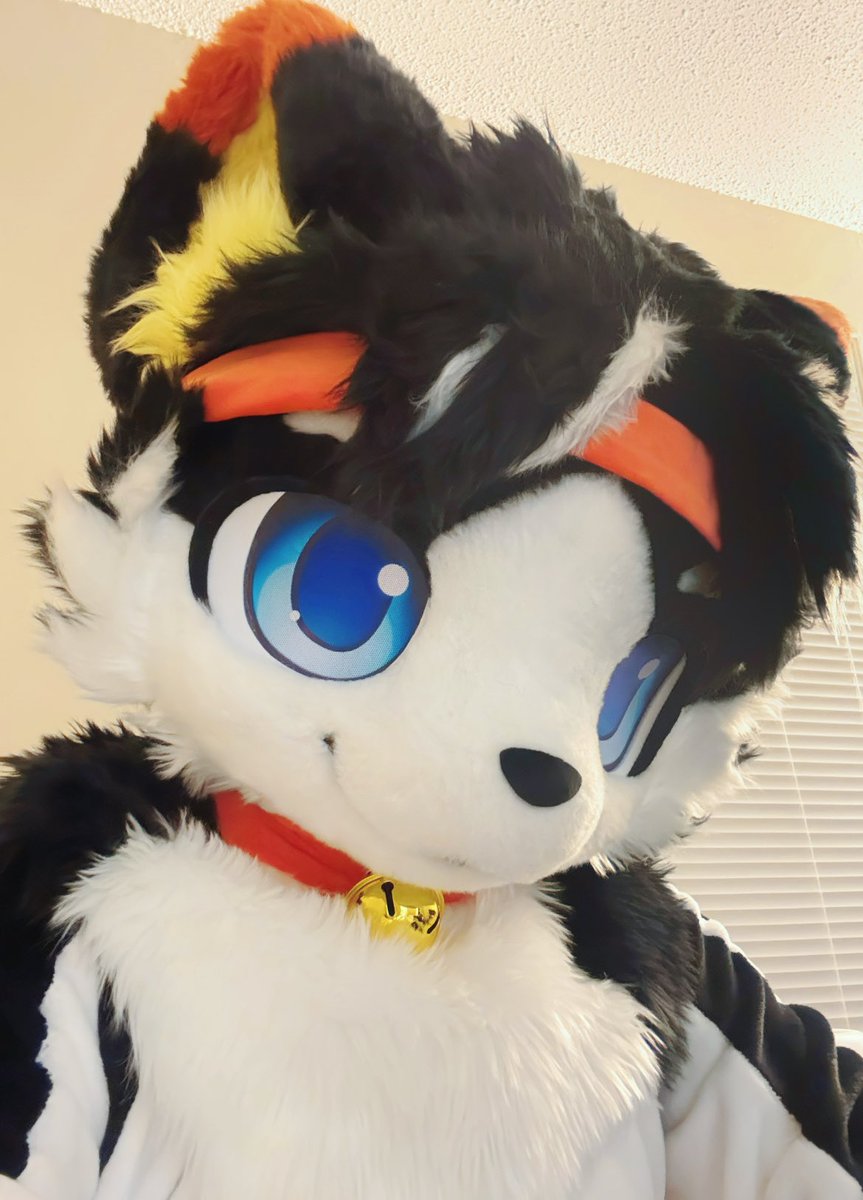 IIIMuffinIII's tweet photo. uwu
#FursuitEveryday https://t.co/GIDUaGPprg