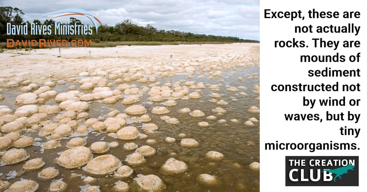 Stromatolite may not be a commonly known name, but for those who care about either fossils or microbiology, they are fascinating. Come, meet some of God's smallest, stubbornly thriving structural creations:

thecreationclub.com/the-deep-histo…