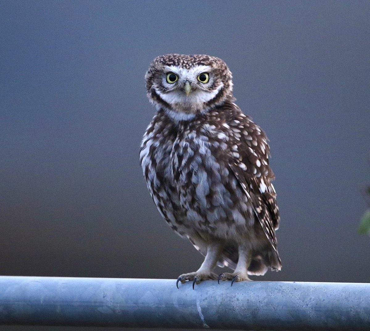 Paul Riddle tweet media