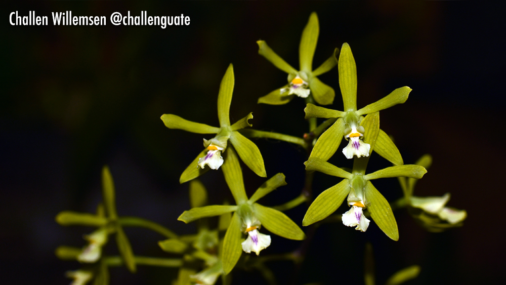 Encyclia chloroleuca is a stunning epiphytic orchid found from Mexico all the way to Peru and Brazil. Known for its delicate, greenish-yellow flowers with a hint of pink, this orchid thrives in the warm, humid, evergreen forests of lowland regions. Its graceful flowers bloom in