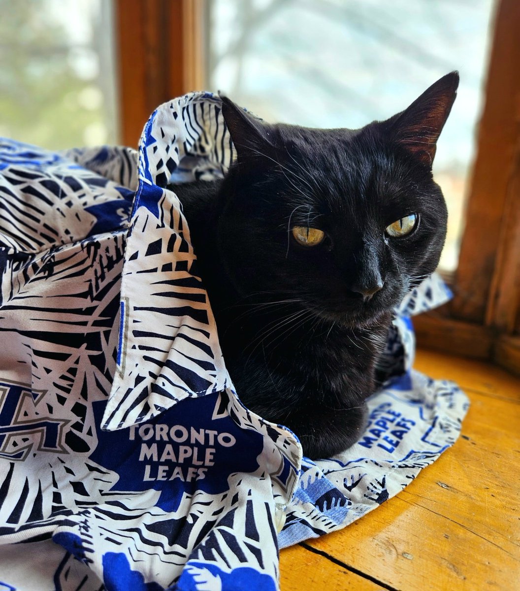 ##ChewyLeafsMVPets
Shadow getting post season ready!