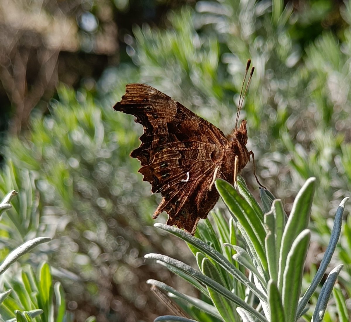 Benhill Road Nature Garden (@benhillroadgdn) on Twitter photo Just emerged. Boxfresh Comma butterfly drying its wings in the sunshine.
<a href="/britbutterflies/">THIS ACCOUNT IS CLOSED ๐ฆ</a> @londonwildlifetrust
<a href="/southwarknature/">Southwark Nature Action Volunteers</a> #southlondonwildlife #butterfly #Camberwell Just emerged. Boxfresh Comma butterfly drying its wings in the sunshine.
<a href="/britbutterflies/">THIS ACCOUNT IS CLOSED ๐ฆ</a> @londonwildlifetrust
<a href="/southwarknature/">Southwark Nature Action Volunteers</a> #southlondonwildlife #butterfly #Camberwell