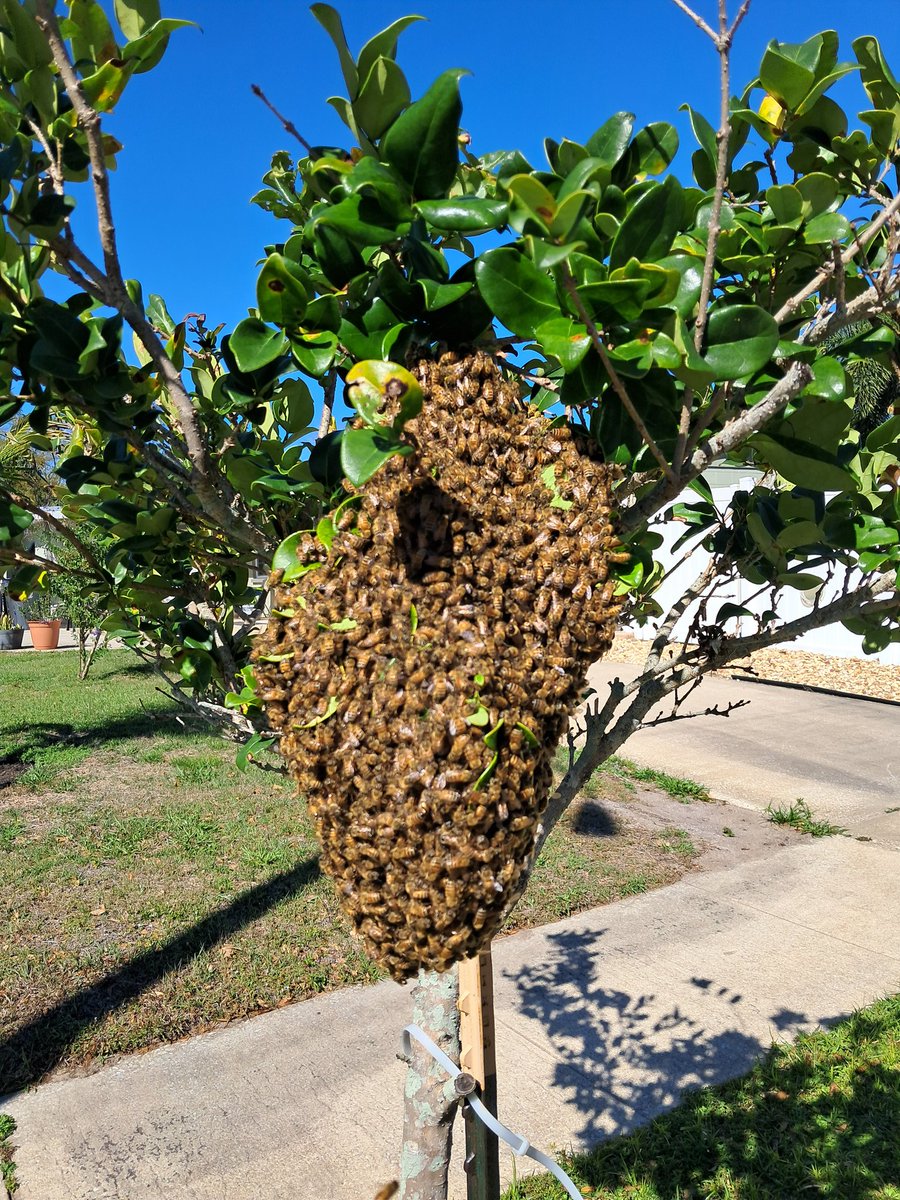AlligatorRobb's tweet image. Good deed of the afternoon accomplished.  Welcome to my crib swarm.  Let me take care of you in ur new bee box!!