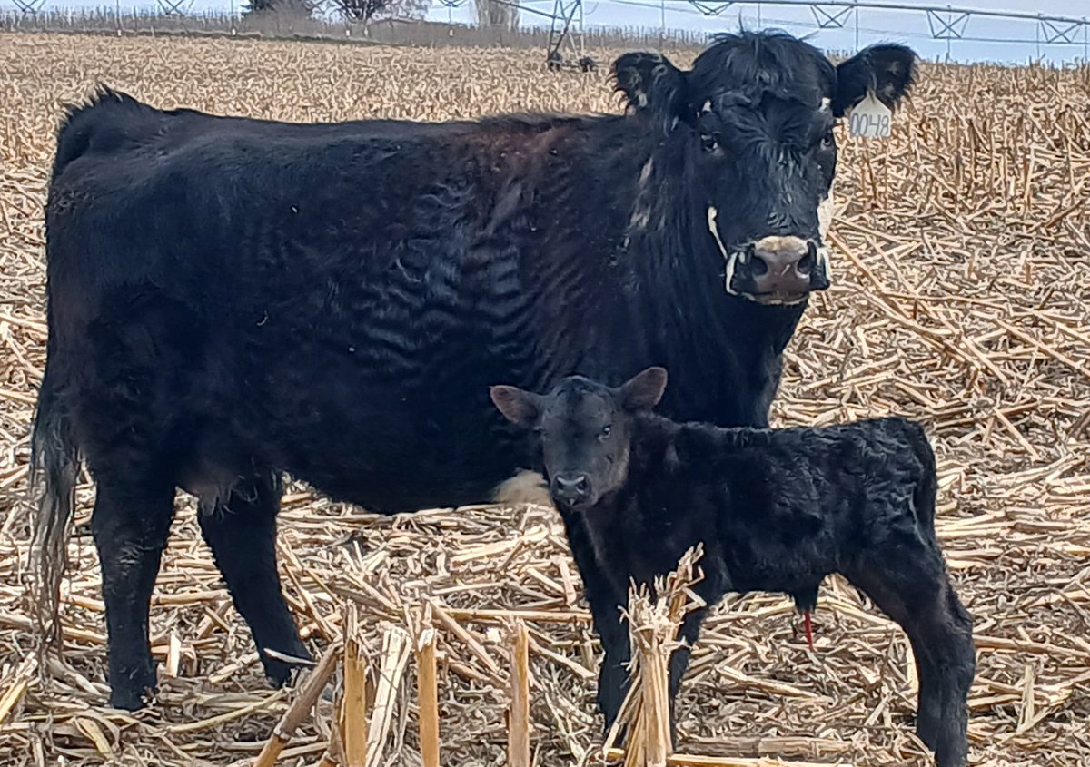 TheDailyCowman's tweet photo. Paint factory working overtime
#SpringCalving2025 https://t.co/hL832TWrSM