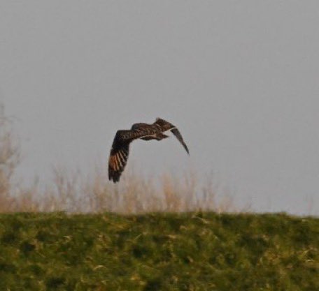 johan_2710's tweet photo. Vandaag tijdens het #kunstmest strooien voor het eerst een #velduil gespot die vlak voor de trekker opvloog. Of deze hier zat door de #groenbemesters de winter over laten staan #nkg, de #klaveronderzaai of zomaar weet ik niet maar het is wel erg leuk! Foto’s van @demanopdedijk https://t.co/cdllDXcwSZ