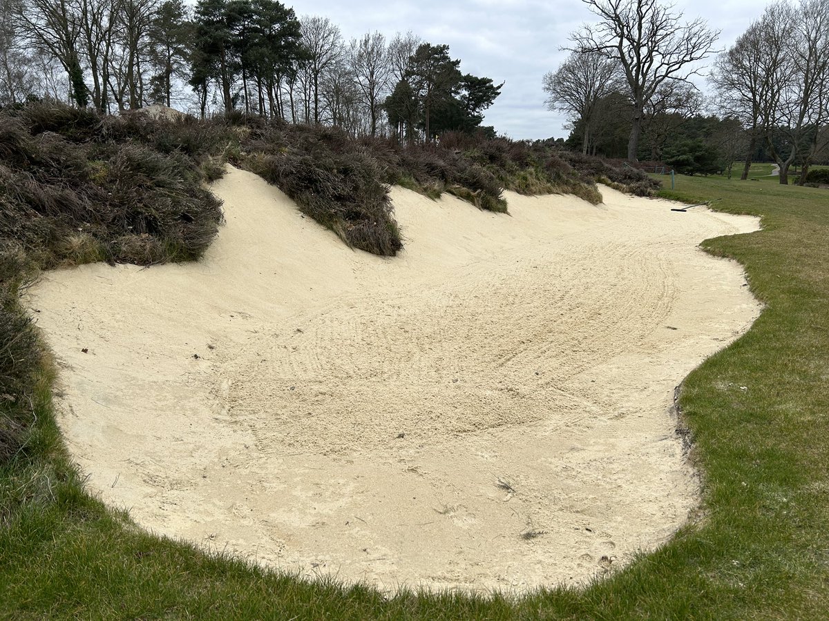 Who doesn’t love a bit of heather on a bunker bank? #heathland