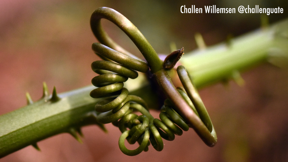 Smilax tendril: Nature’s Twist and Grip 🌿🔗

The tendrils of Smilax, a climbing vine native to the tropics, are perfect examples of nature’s ingenuity. These thin, spiral structures help the plant latch onto nearby supports, allowing it to climb and spread in search of sunlight.