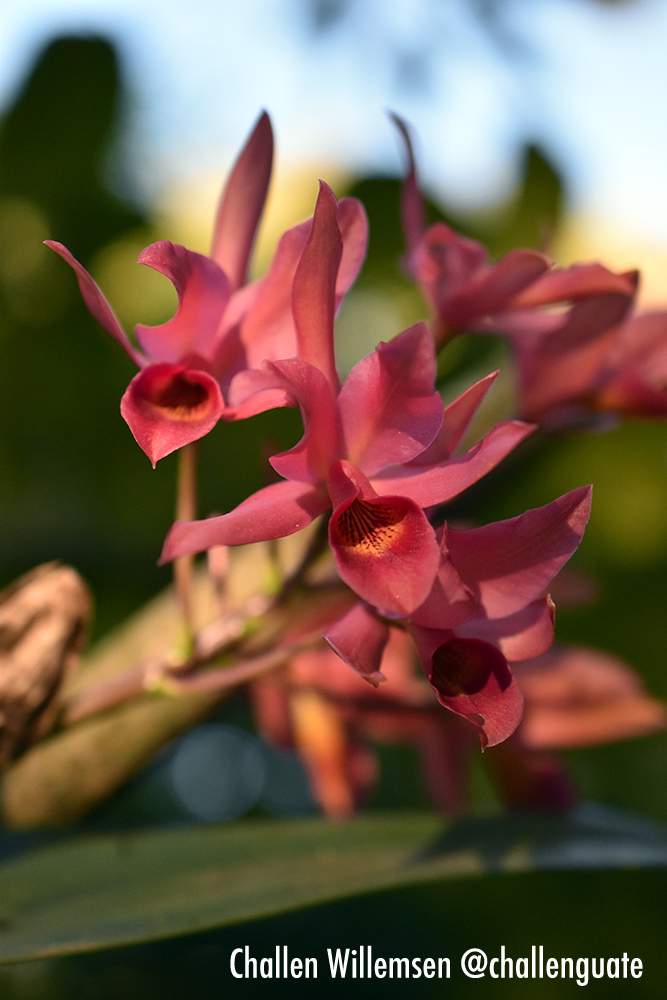 Guarianthe x guatemalensis: A Stunning Natural Hybrid 🌸✨

Guarianthe x guatemalensis is a striking natural hybrid found in the heart of Guatemala, where Guarianthe aurantiaca meets Guarianthe skinneri. With its vibrant, orange to bright red or salmon blooms, it captures the