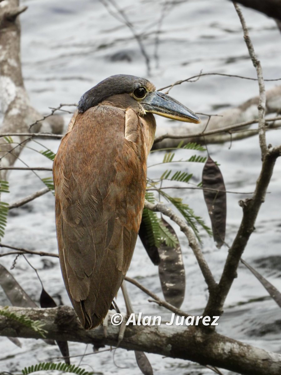 FUNDAECO (@fundaecoguate) on Twitter photo ✨🐦🌱Hermosas fotos de una garza pico de bota (Cochlearius cochlearius) capturada por guardaparque de <a href="/CeconGt/">Cecon Usac</a> en el Biotopo Protegido Naachtún Dos Lagunas.
📷 Alan Juárez / #CECON
#SelvaMaya #BLF <a href="/WCS_Mesoamerica/">WCS Mesoamérica y El Caribe</a> ✨🐦🌱Hermosas fotos de una garza pico de bota (Cochlearius cochlearius) capturada por guardaparque de <a href="/CeconGt/">Cecon Usac</a> en el Biotopo Protegido Naachtún Dos Lagunas.
📷 Alan Juárez / #CECON
#SelvaMaya #BLF <a href="/WCS_Mesoamerica/">WCS Mesoamérica y El Caribe</a>