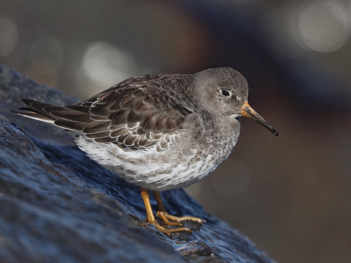 Tim Oakes tweet media