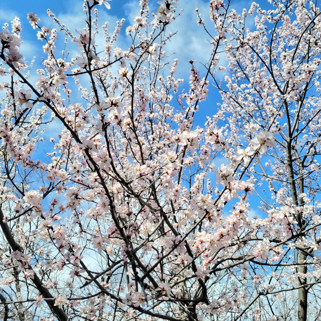 Από προχθές η γραμμή S2 του προαστιακού σιδηροδρόμου του Πεκίνου και έως τις 13 Απριλίου θα διαθέτει επτά ζεύγη τρένων που θα κινούνται καθημερινά με επιπλέον τέσσερα ζεύγη ορισμένες μέρες ώστε όλος ο κόσμος που θέλει να απολαύσει τα άνθη κατά μήκος της γραμμής να βρίσκει θέση🌸