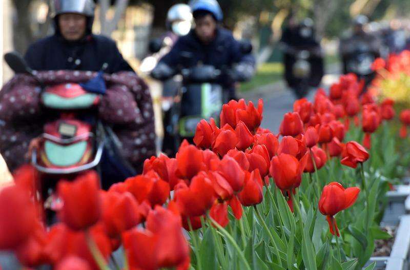 zhu_alice50849's tweet photo. Tulip-Lined Yugu Road! 🚲🌷 Riding through Hangzhou’s Yugu Road in spring is pure joy—rows of tulips swaying in the breeze, painting the city with vibrant colors. 🌸💛 #SpringInHangzhou #FlowerFilledCommute https://t.co/oVPug4o4PP