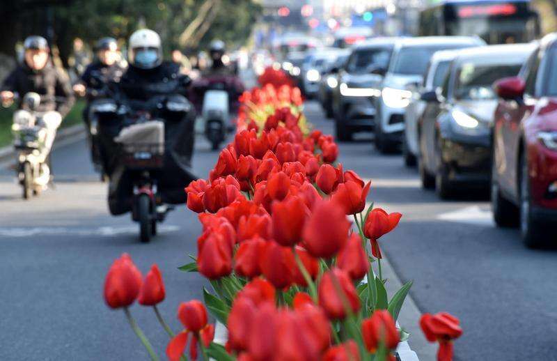 zhu_alice50849's tweet photo. Tulip-Lined Yugu Road! 🚲🌷 Riding through Hangzhou’s Yugu Road in spring is pure joy—rows of tulips swaying in the breeze, painting the city with vibrant colors. 🌸💛 #SpringInHangzhou #FlowerFilledCommute https://t.co/oVPug4o4PP