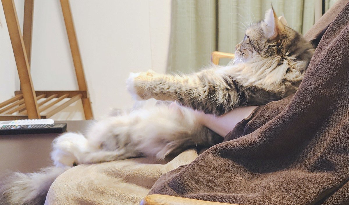 kanikama710's tweet photo. 一緒にテレビ鑑賞中📺️🐱

#ノルウェージャンフォレストキャット 
#猫のいる暮らし𓏲𓎨 https://t.co/rZPN8s9A7g