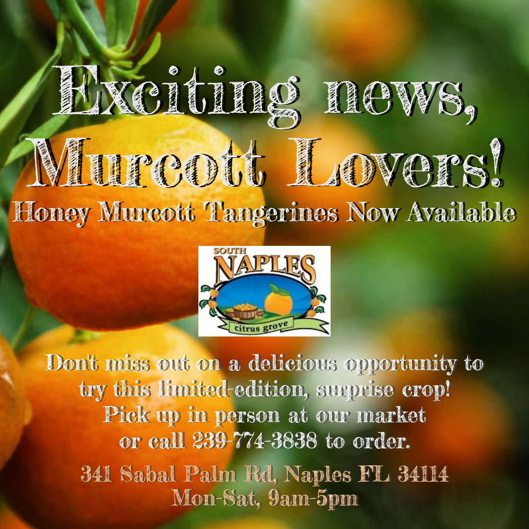 NaplesCitrus's tweet photo. Honey Murcott Tangerines now available! Don't miss out on a delicious opportunity to try this limited-edition, surprise crop! Visit us to pick yours up in person or call us to place an order today!  
PHONE: 239-774-3838
#murcotts #honeymurcotttangerine #farmersmarket https://t.co/HkYqhmb4s8