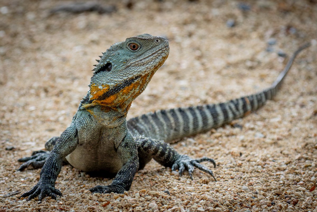 Water dragon - Botanic Gardens