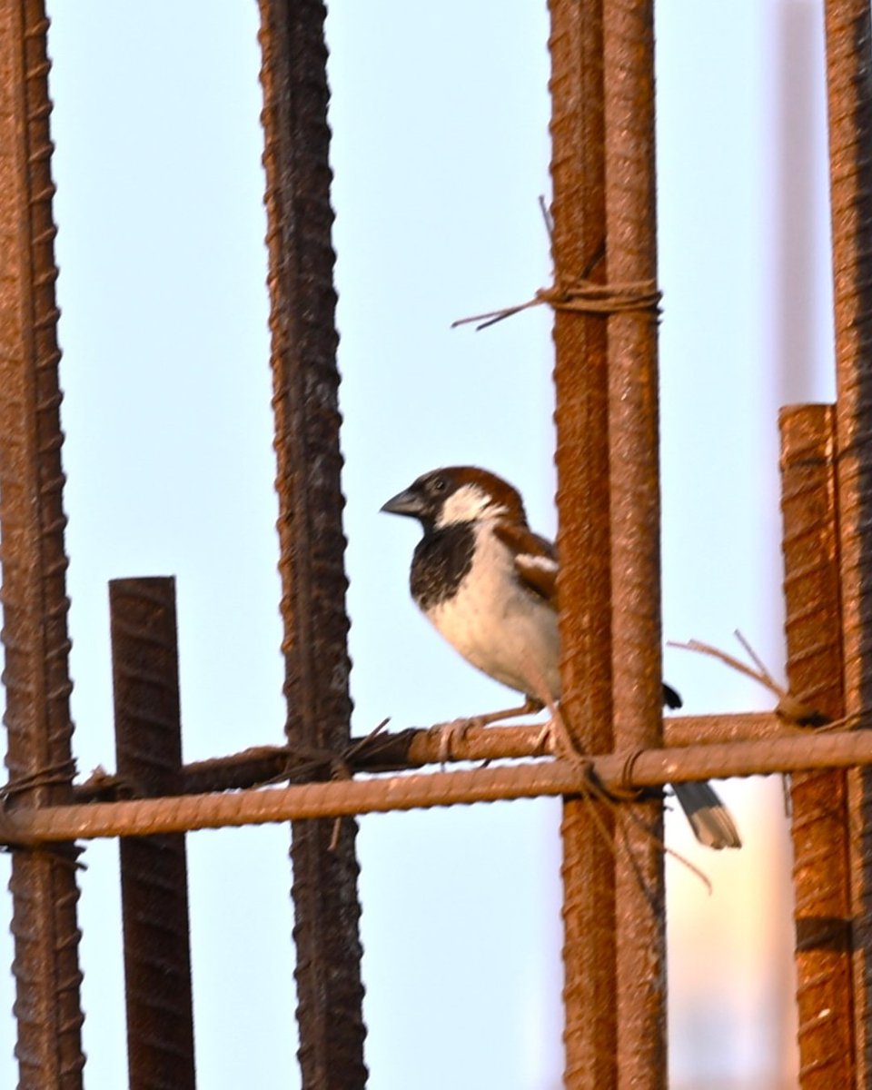 the_hindu's tweet photo. On #WorldSparrowDay, let's celebrate house sparrows with enthusiasm, as there may be no other day as significant for birds as this one. The day aims to raise awareness and support efforts to revive the declining sparrow population and prevent its extinction. With the house sparrow population dwindling in the city over the years, various voluntary organisations and avian enthusiasts have been on a crusade to bring the winged wonders back to the cityscape.

📸 V Raju (@Vudimudiraju)